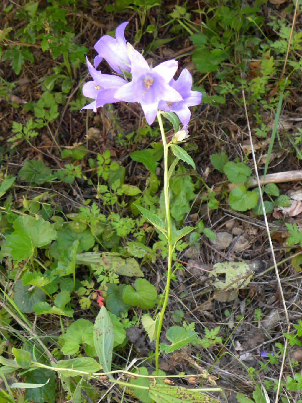 Quale Campanula? Campanula trachelium